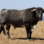 Adobero, número 58, cárdeno, primero de la tarde para Manuel Escribano.