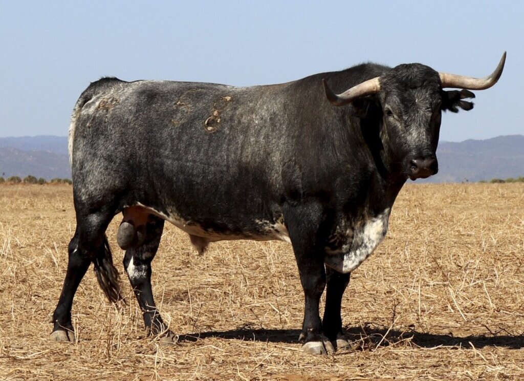 Un miura de ¡699! kilos para esta tarde en Zaragoza