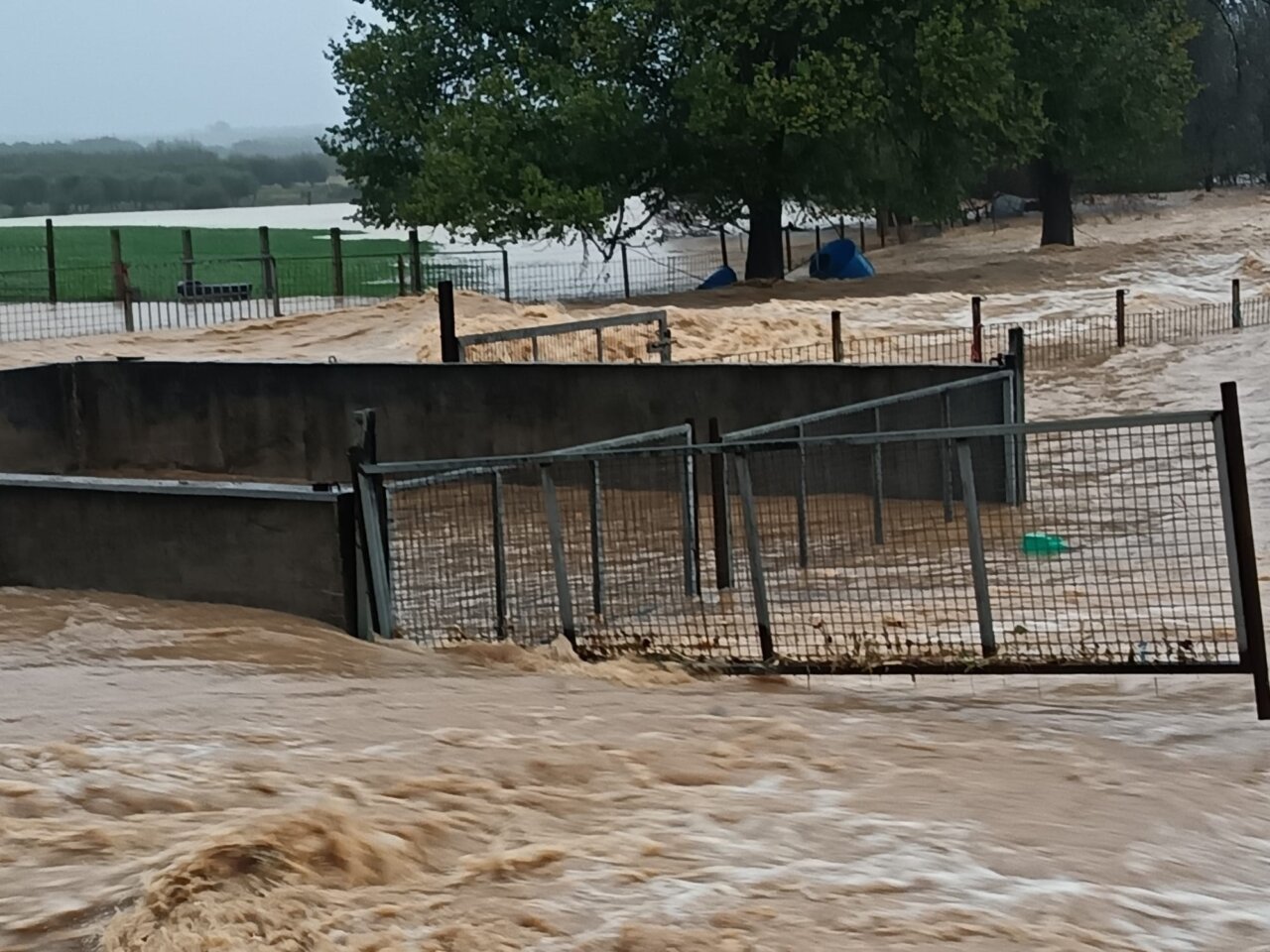 La DANA castiga al ganado bravo en Sant Mateu