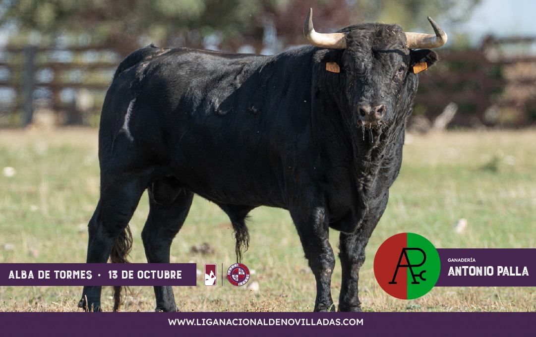 Los novillos de Antonio Palla para la final del Circuito de Castilla y León