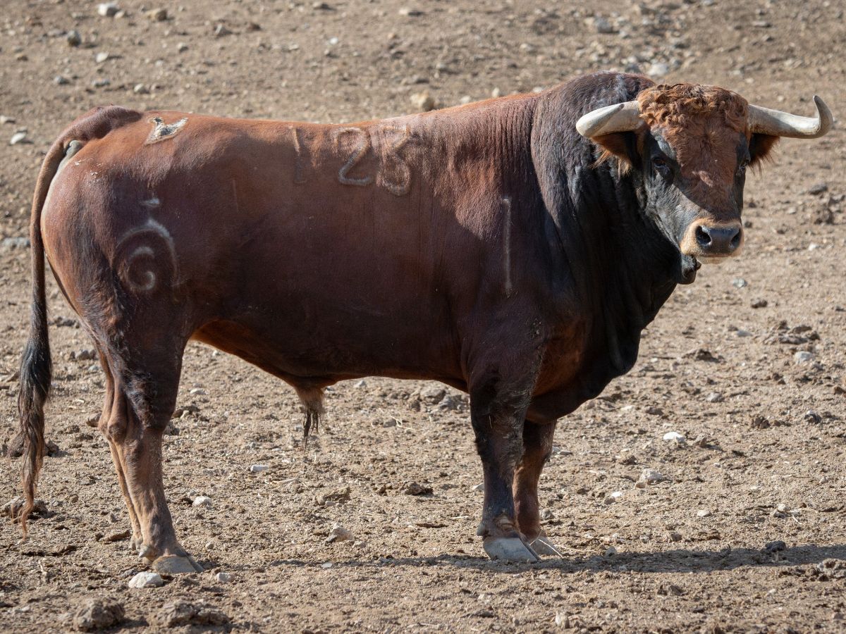 Los toros de Fuente Ymbro y El Torero para Jaén