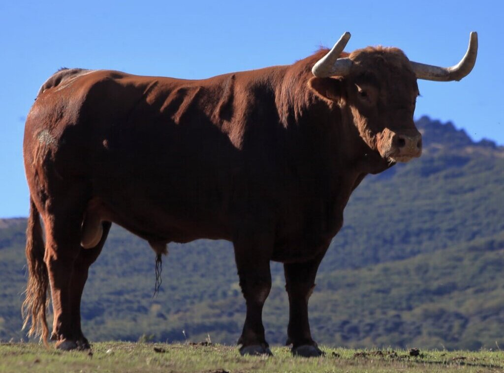Los toros de El Pilar para el 11 de octubre en Zaragoza