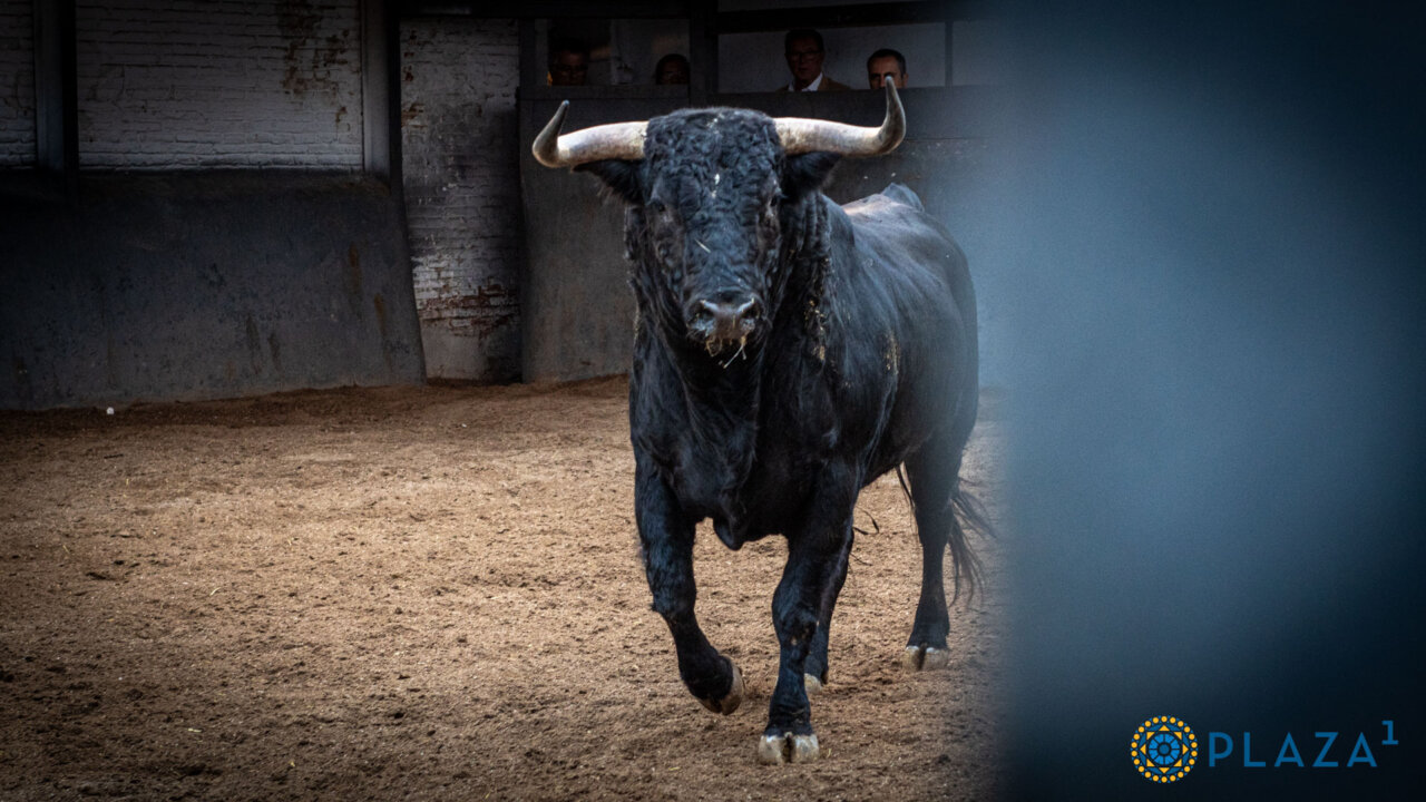Adulador, de Fuente Ymbro, abre la novillada de esta tarde en Las Ventas