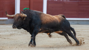 Toro de Fuente Ymbro en Las Ventas. Foto: Plaza 1