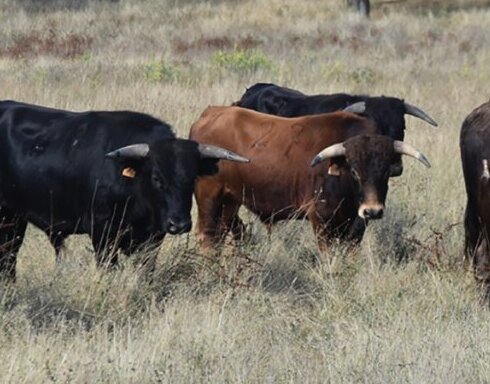 Una novillada de Sepúlveda de Yeltes en Arzacq abrirá la temporada 2025 en Francia