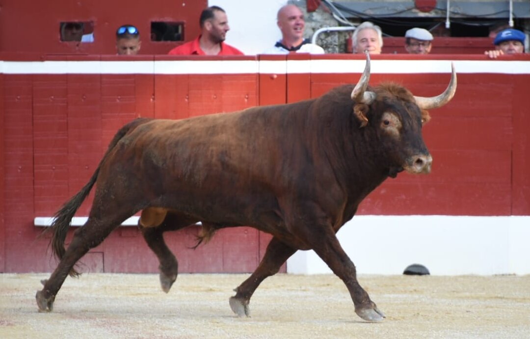 Novedades ganaderas para la feria de Mont de Marsan 2025