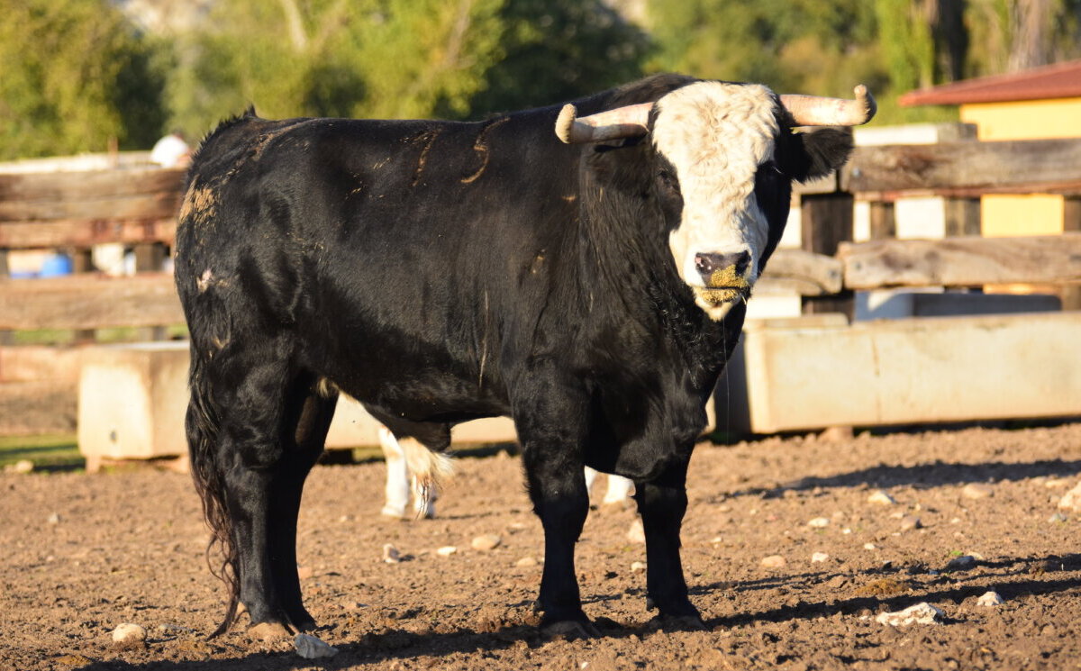 Los Caras Blancas de Carpio, una singularidad en el bravo