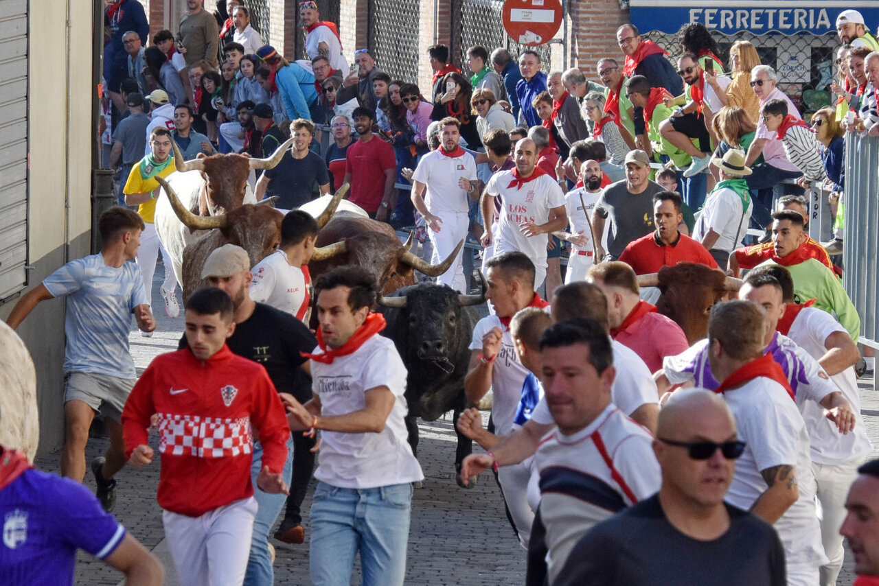 Los encierros de Cuéllar y su difusión internacional, protagonistas este sábado