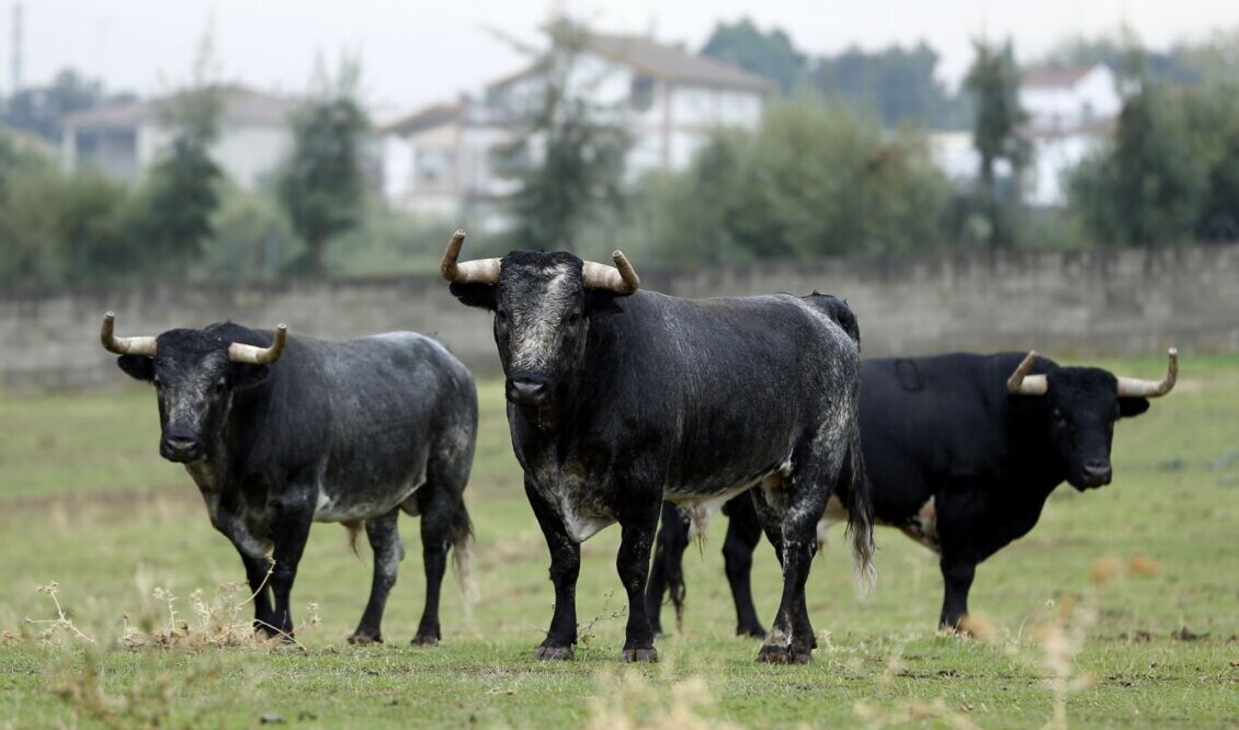 Santacolomas, la singularidad brava de las Fallas