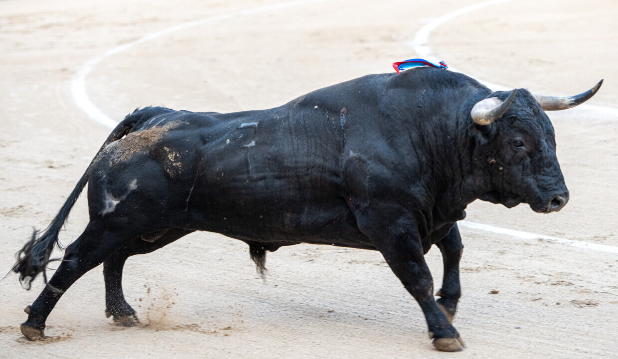 Carácter torista en las primeras corridas de Madrid