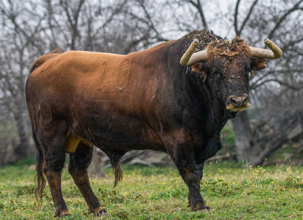 Un duelo entre Montealto y El Montecillo para el inicio de la Copa Chenel en San Agustín del Guadalix