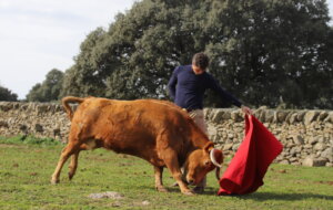 En la finca El Quejigal de su amigo Zacarías Moreno se prepara para la nueva campaña. Foto: Jorge Casals