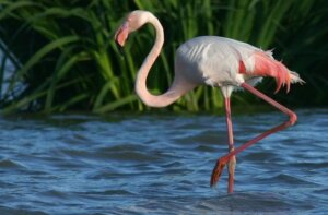 Espacio Natural de Doñana I AYUNTAMIENTO DE HINOJOS