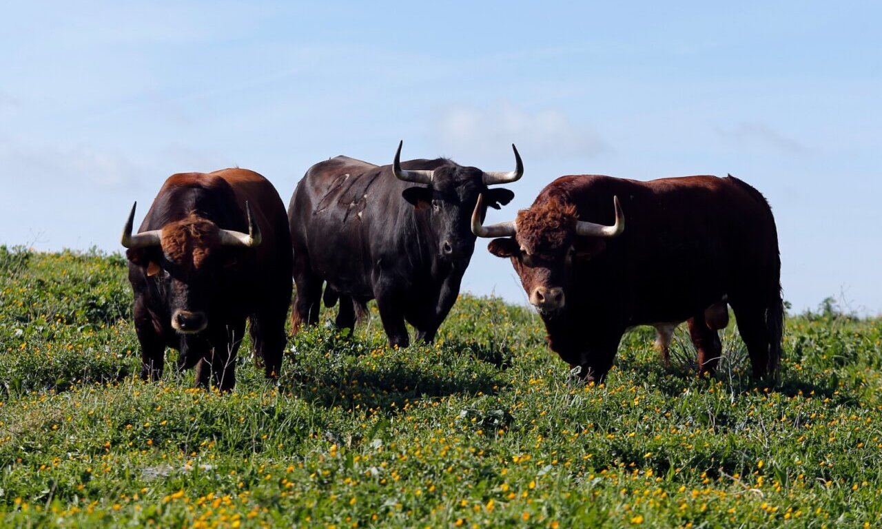 El toro, juez y ejemplo