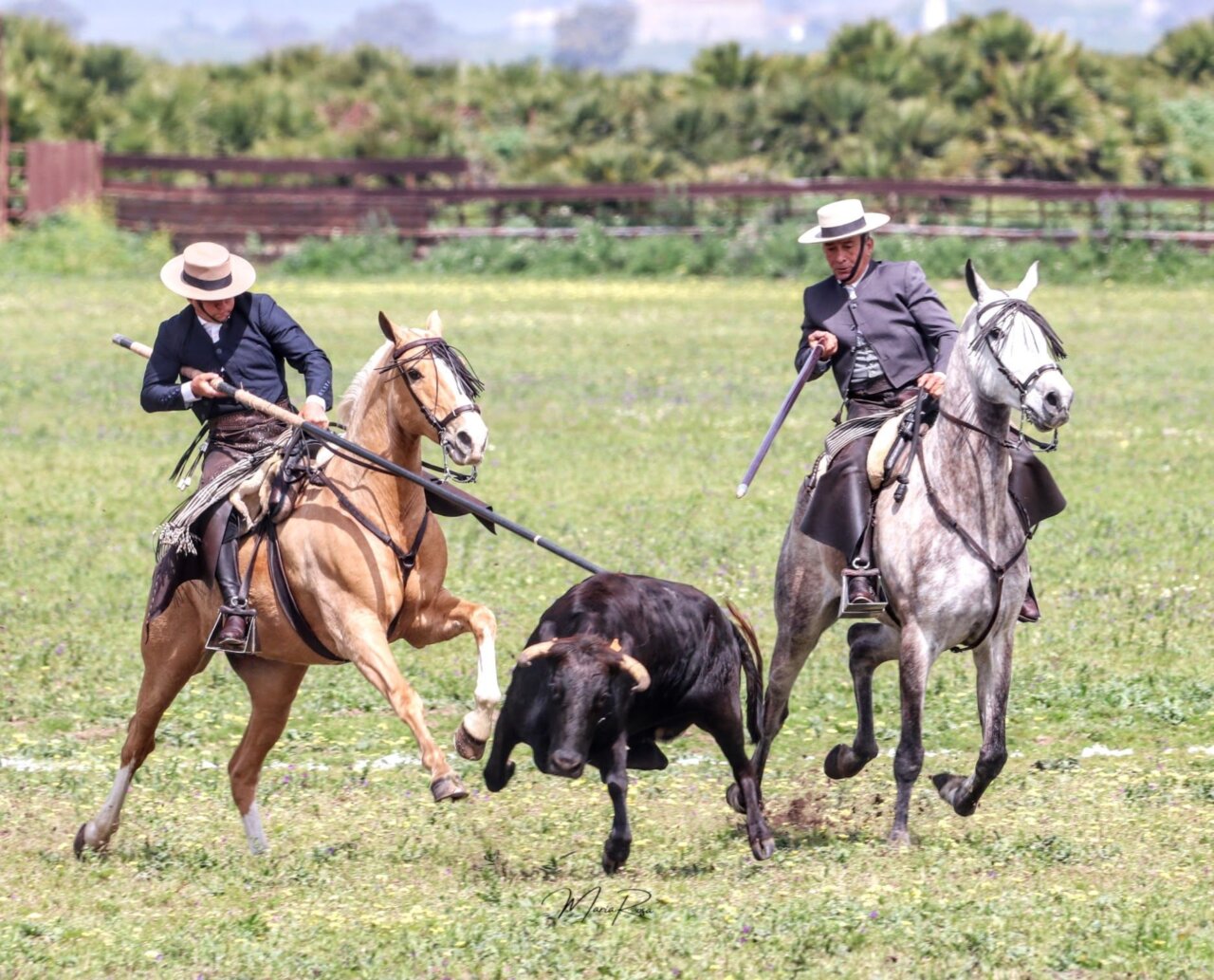 El Juli, bicampeón de España de Doma y Faenas de Campo