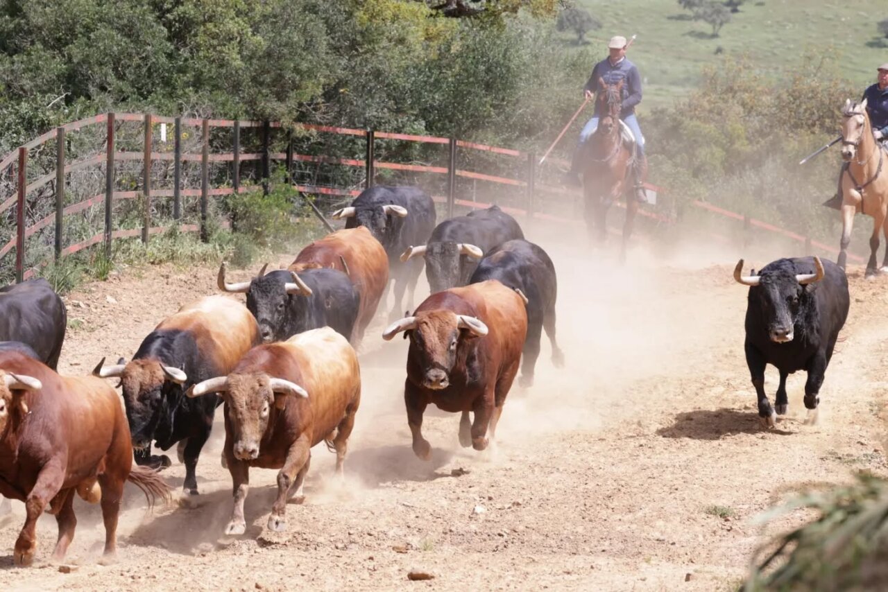 Los imponentes toros de Santiago Domecq para Dax