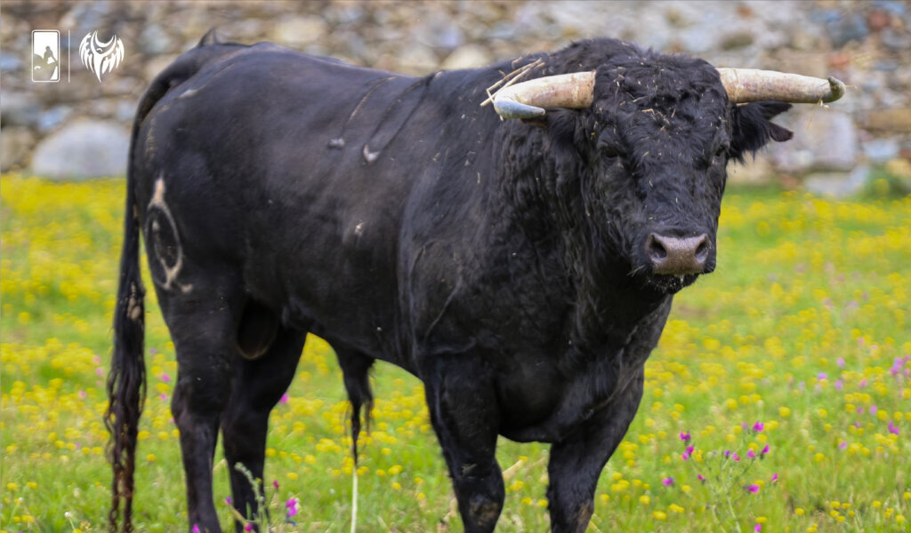 Estos son los novillos de Gabriel Rojas para Motril