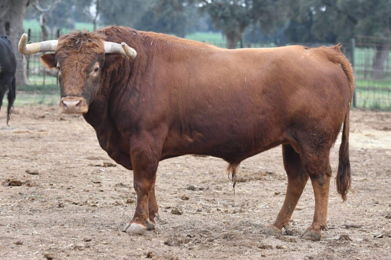 Estos son los toros para la corrida benéfica de Villaseca de la Sagra