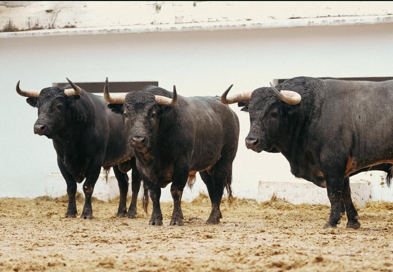Seis de La Quinta para el duelo entre Román y Borja Jiménez en Valencia