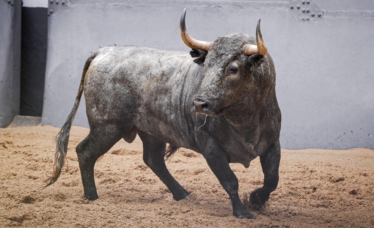 Los imponentes toros de Adolfo Martín ya están en Las Ventas: así ha sido el desembarque