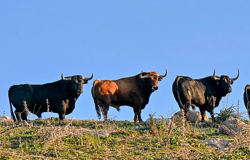 Los toros de Julio de la Puerta para el día de San Jorge en Zaragoza