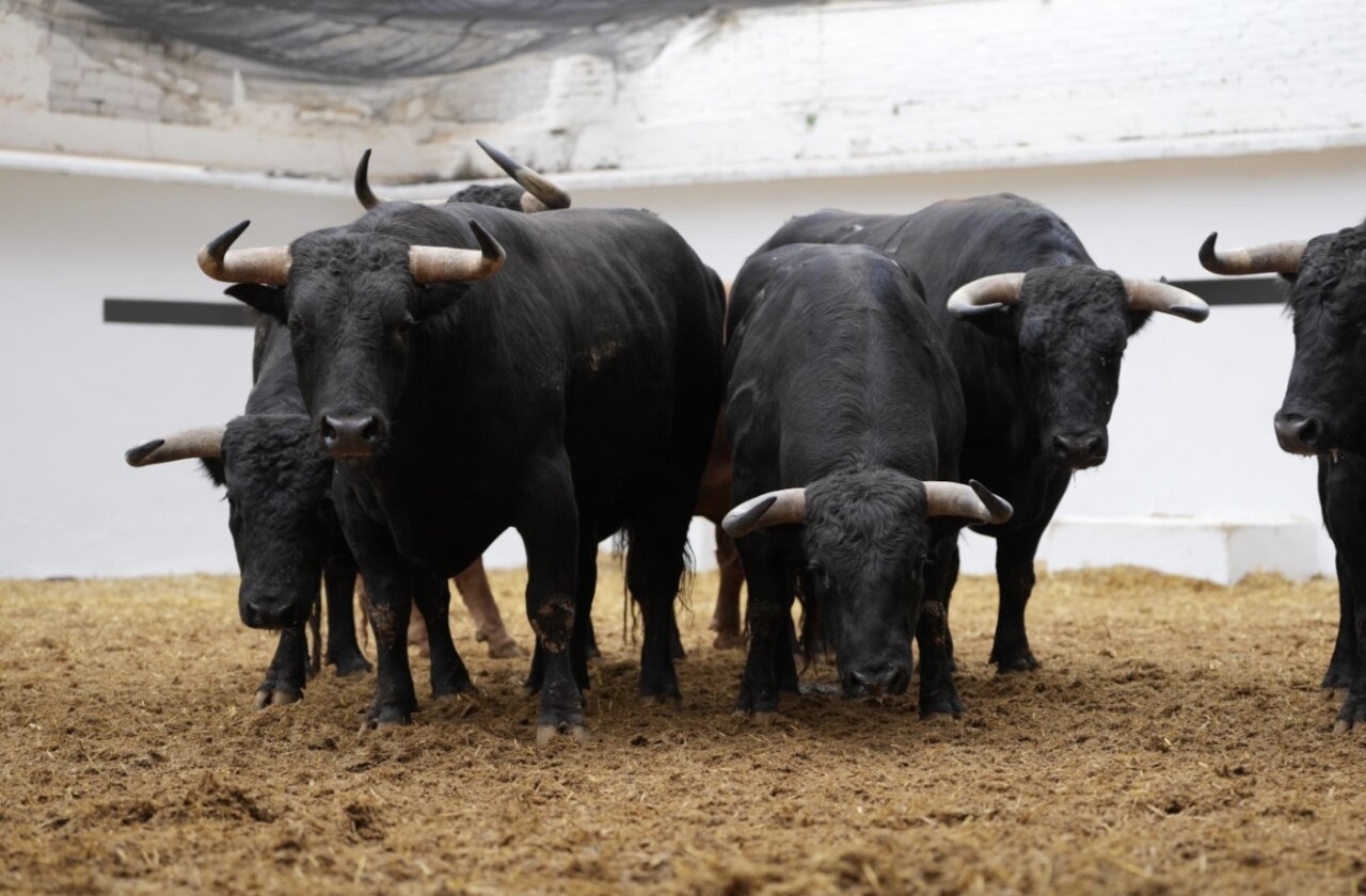 Sorteados los novillos de Fuente Ymbro para esta tarde en Valencia