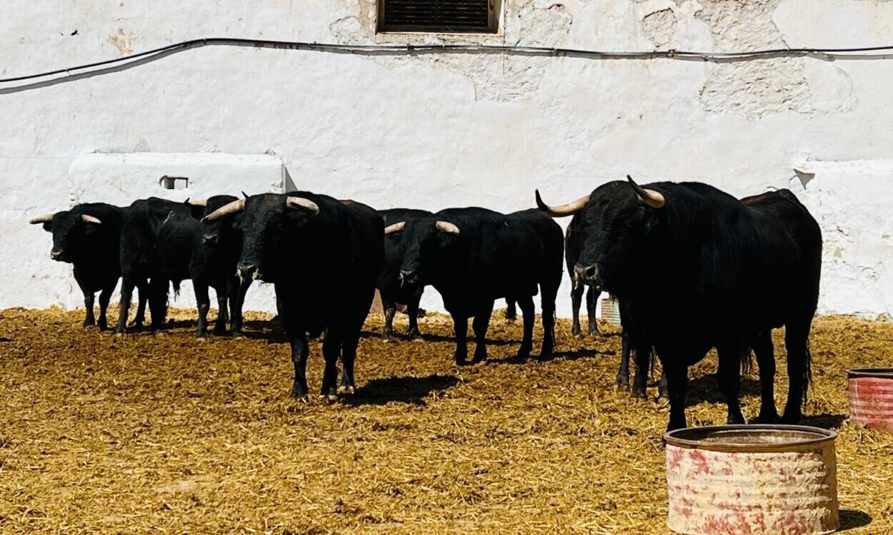 Fusilero, de Montalvo, abre la novillada de esta tarde en Castellón