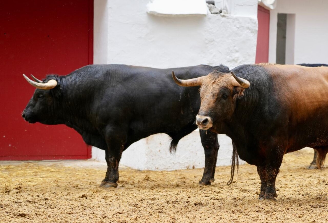 Cuatro de Jandilla y dos de El Parralejo para otro "No hay billetes" en Valencia