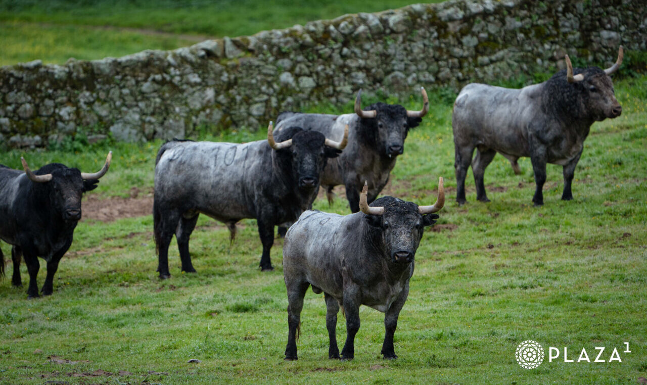 Belleza en tono cárdeno (vídeo de los toros de Adolfo Martín para Las Ventas)