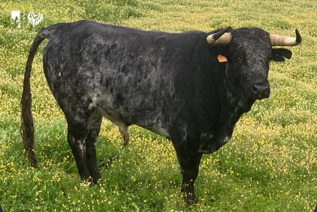 Los novillos de Espartaco para este domingo en Cortegana