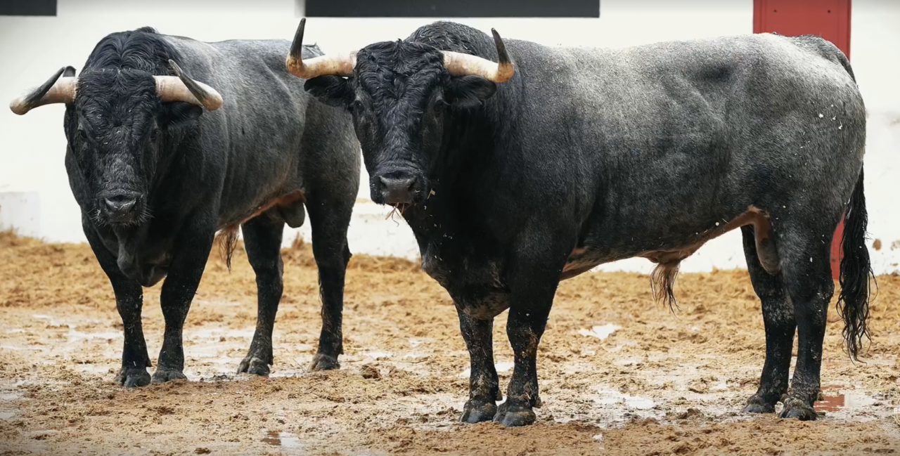 Los toros de La Quinta para el mano a mano que cierra la Feria de Fallas