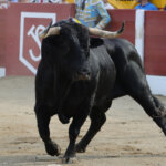 Foto: Phillippe Gil Mir