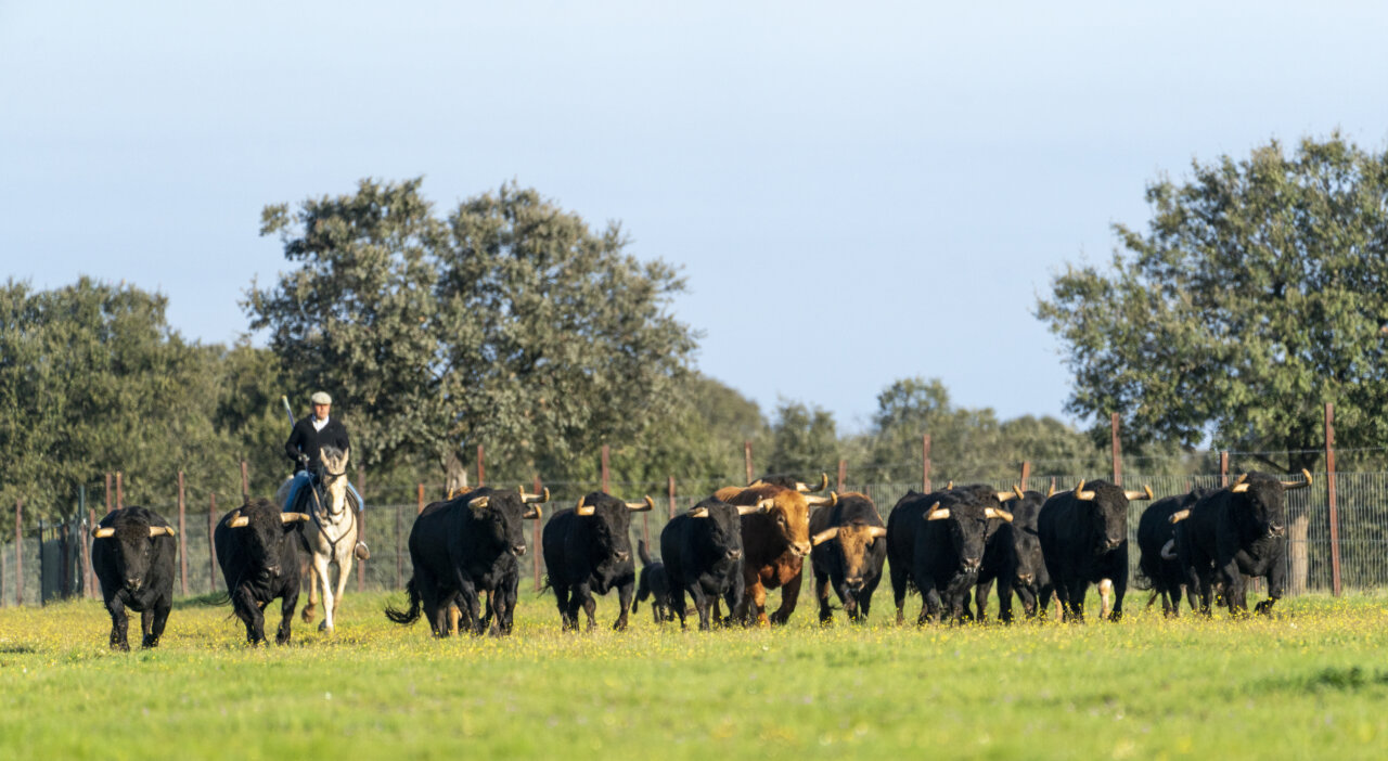 Jandilla: sobre la senda de Leguleyo