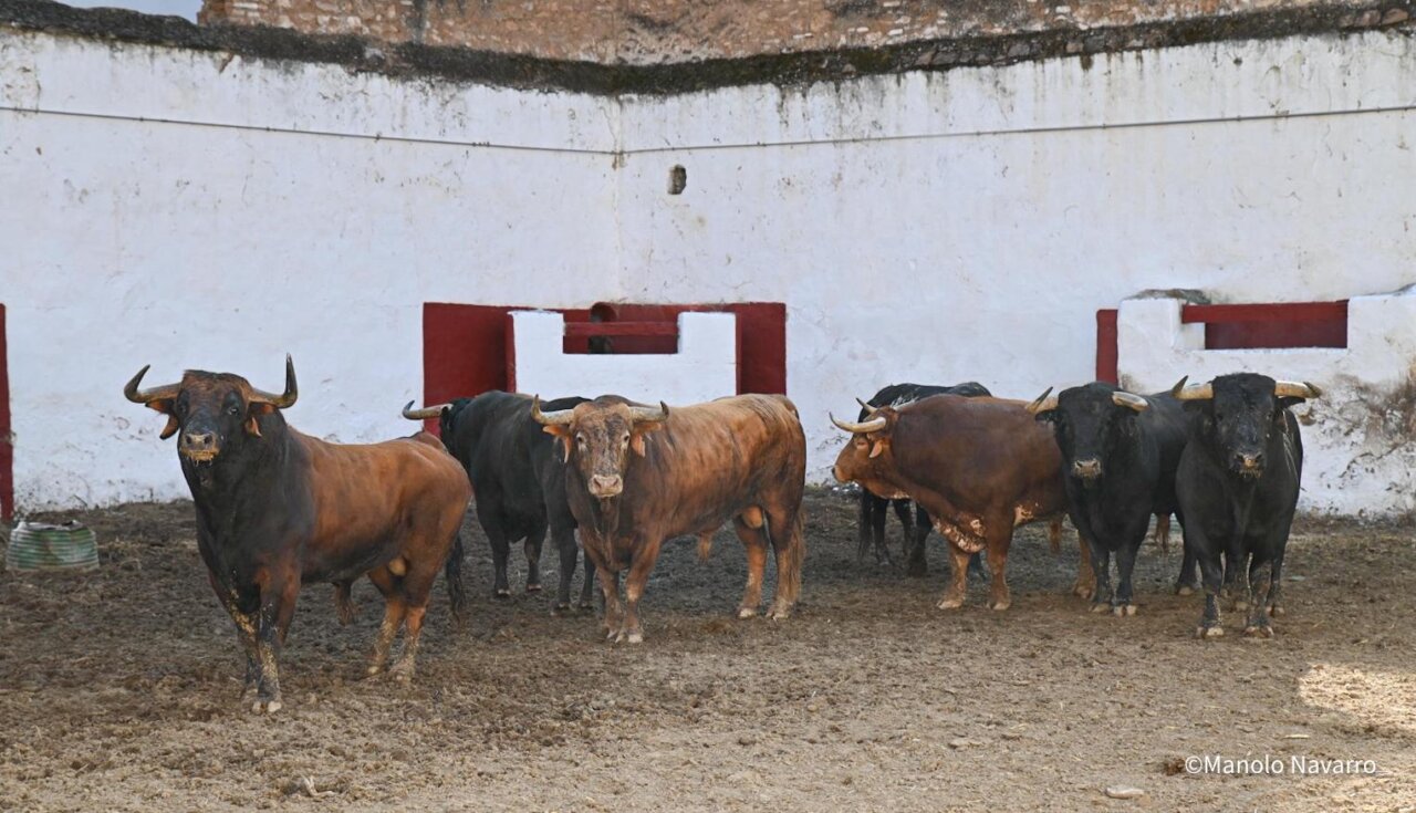 Combatiente abrirá el mano a mano de Luque y Rufo en Castellón