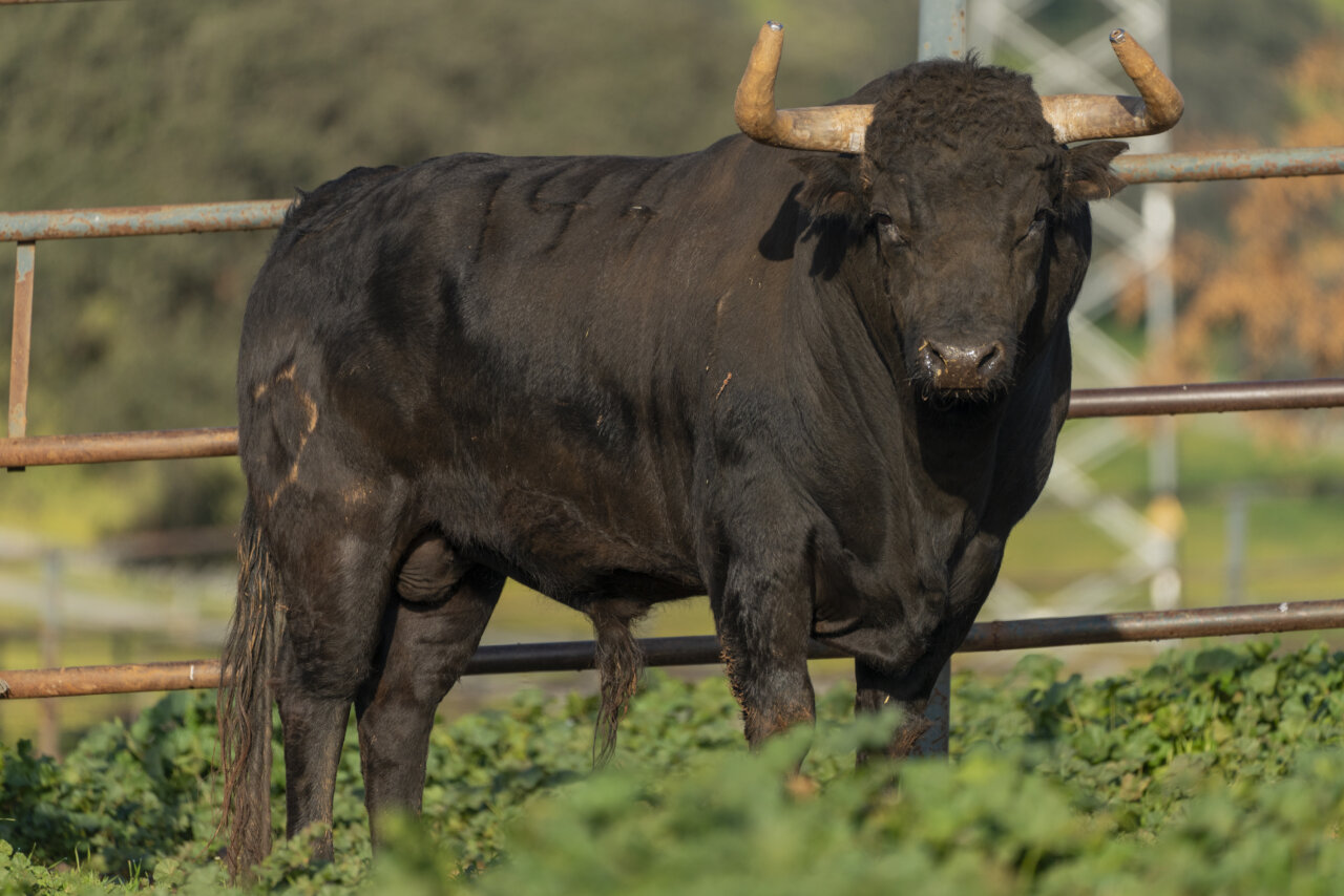 Armonía y seriedad de Jandilla para el cartel estelar de las Fallas
