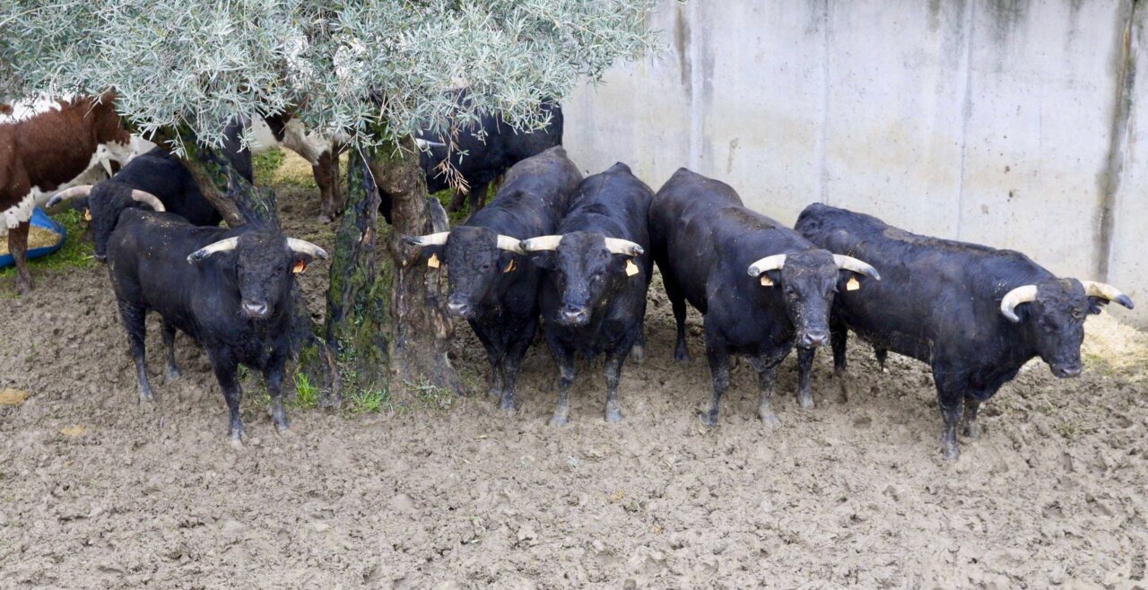Dos de Capea y cuatro de Carmen Lorenzo para la de rejones en Illescas