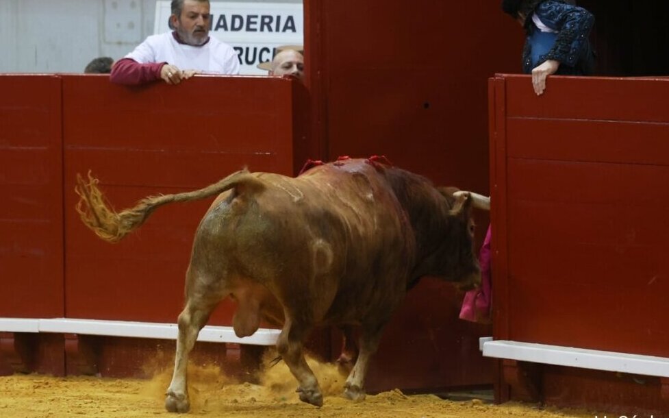 Indulto de Talavante y gran tarde de Castella y Luque
