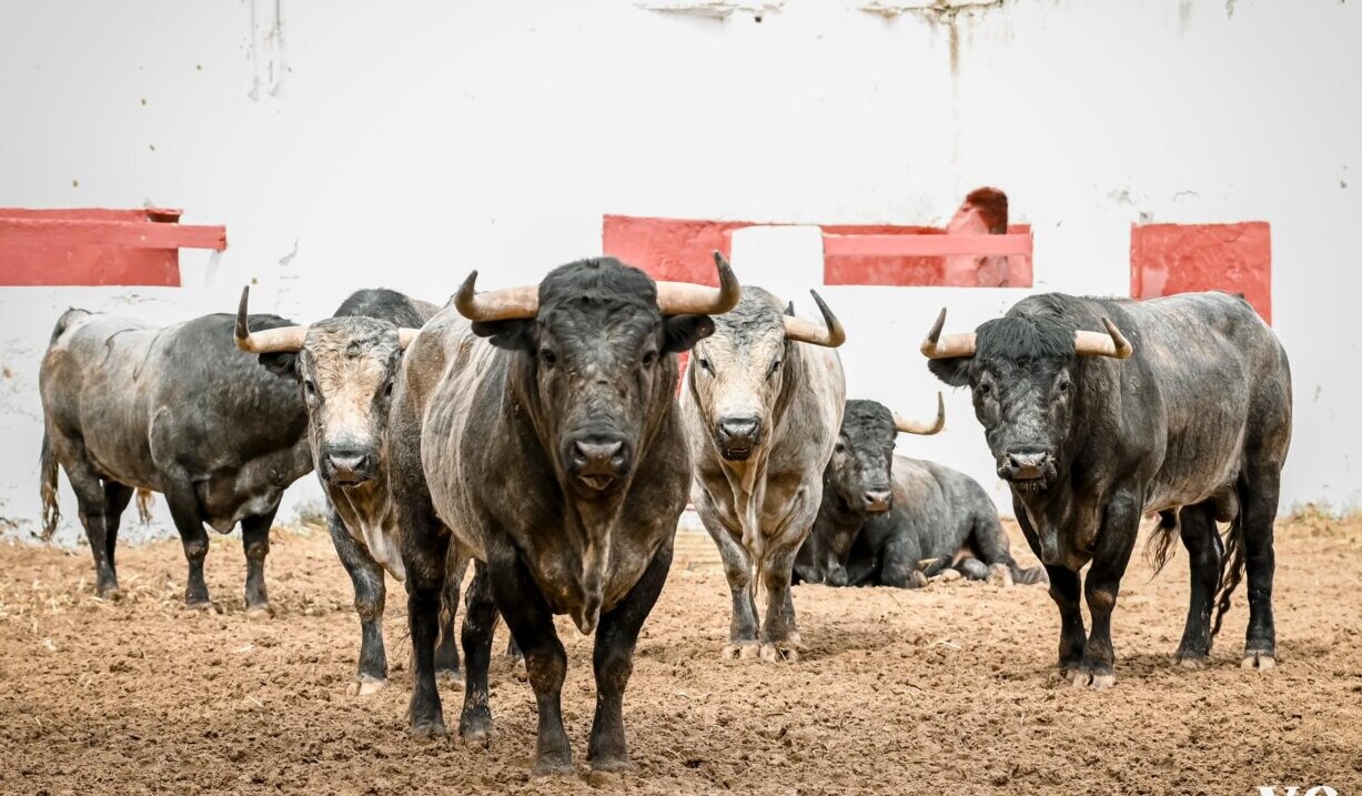 Los toros de La Quinta, ya en los corrales de Castellón
