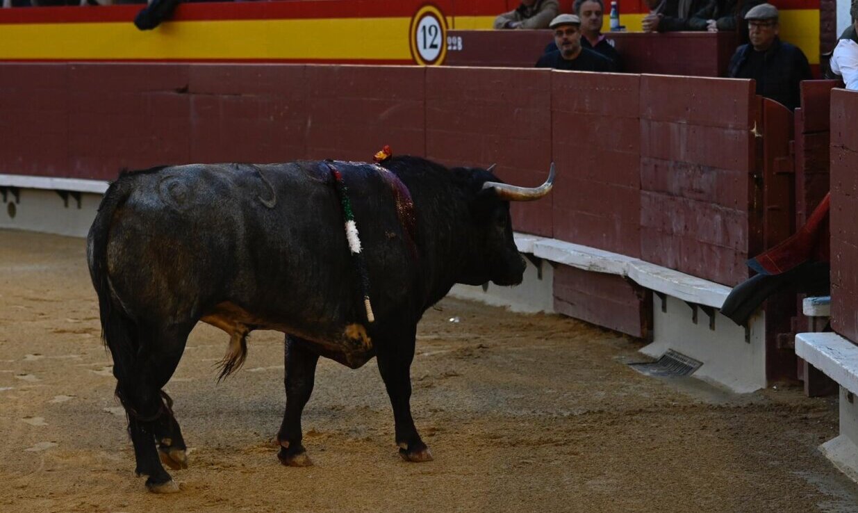 Ruiseñor hace historia en Castellón: primer toro indultado en esta plaza