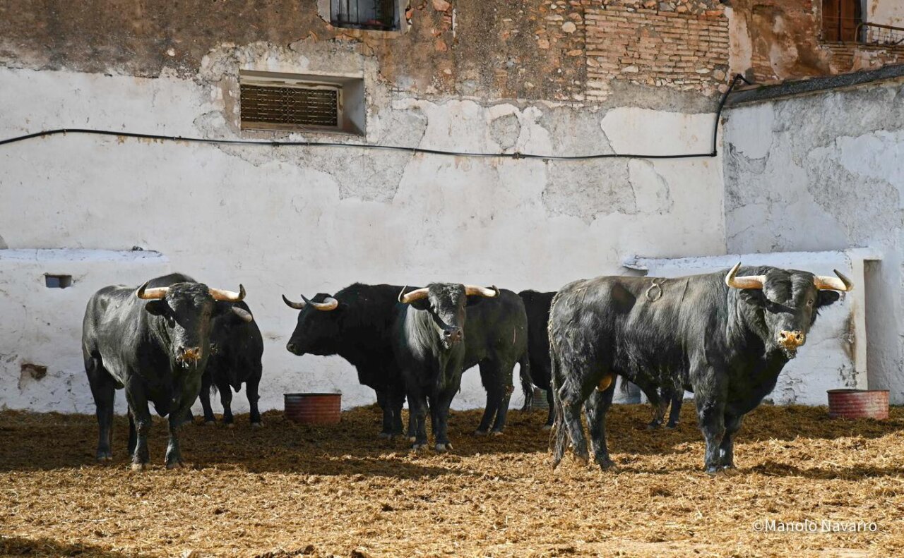 Bilbanoso, de Puerto de San Lorenzo, abre la tarde en Castellón