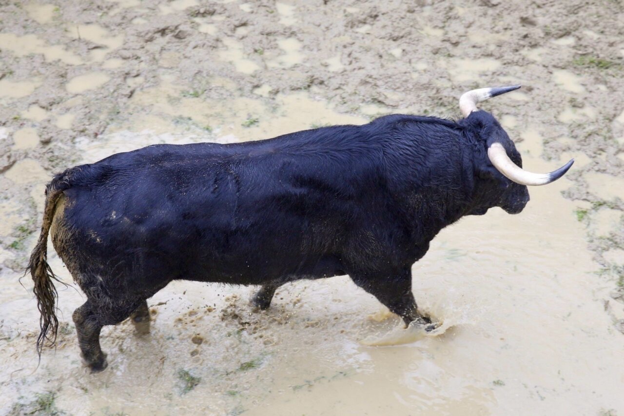 Sorteados los de Luis Algarra y Daniel Ruiz para la primera del Milagro en Illescas