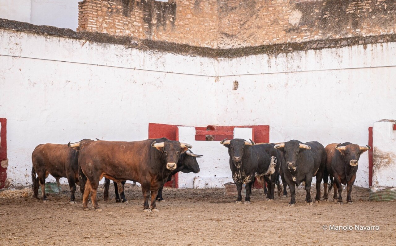 Seis de Juan Pedro Domecq para el cierre de Castellón