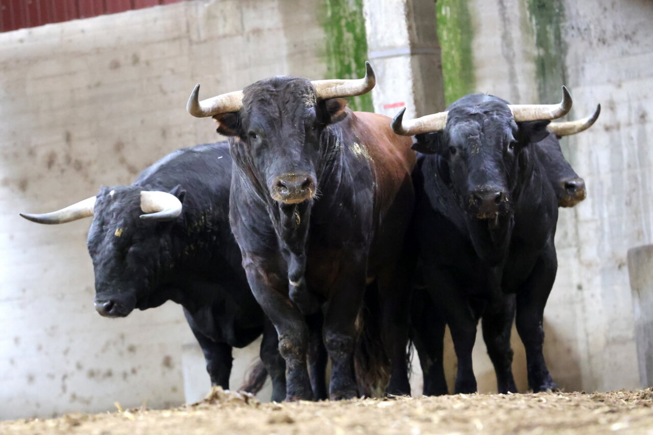 Flamenco, de Montealto, abre el mano a mano estelar en Zaragoza
