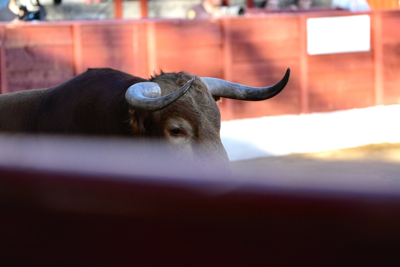 Elegido el elenco ganadero del Circuito de Extremadura