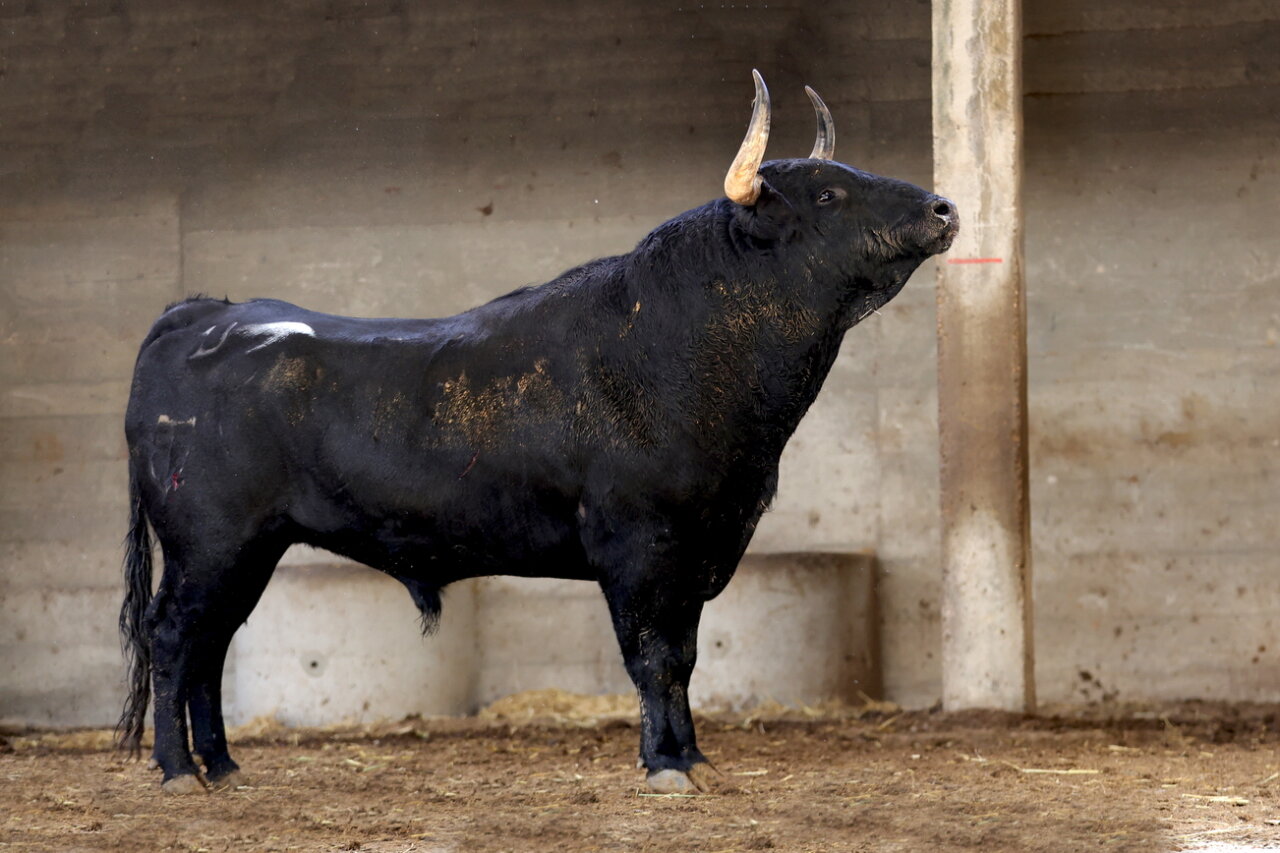 Sorteados los de José Manuel Sánchez y Castillejo de Huebra para esta tarde en Zaragoza