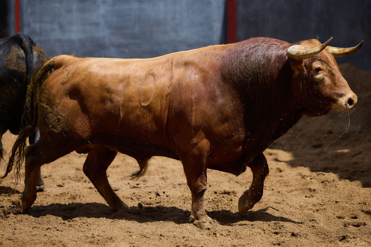 Un Pelucón y un Favorito, en la corrida de Alcurrucén para Sevilla