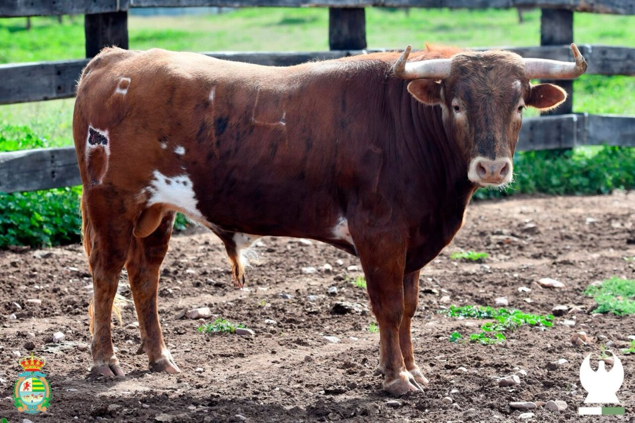 Los de Sagrario Moreno y Hnos. Sánchez de León para la semifinal del Alfarero de Plata
