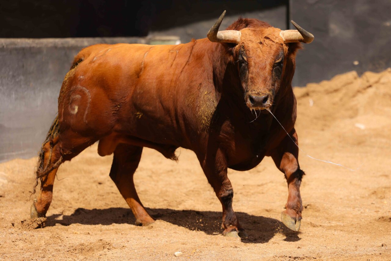 Histérico, de Fuente Ymbro, abre plaza esta tarde en Sevilla