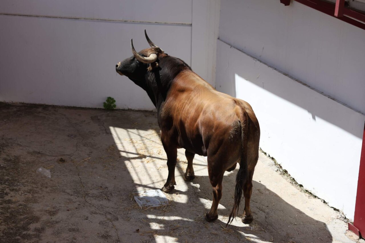 Laborioso, de Álvaro Núñez, abre el cartelazo de la Picassiana de Málaga