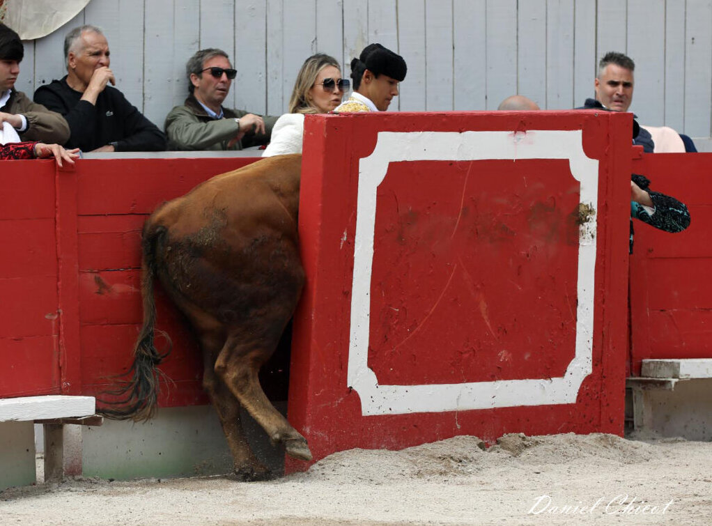El sobresalto de Ramón Moya al colarse en el callejón el quinto de San Sebastián en Arles